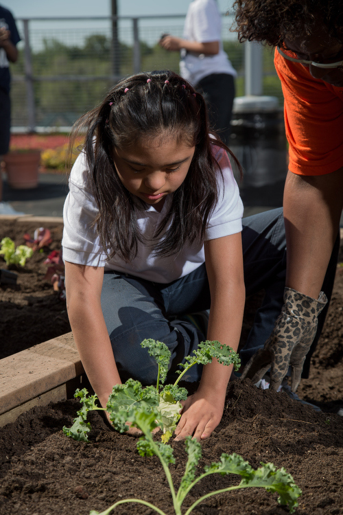 A student helps tend a garden through work with Our Kitchen Table.