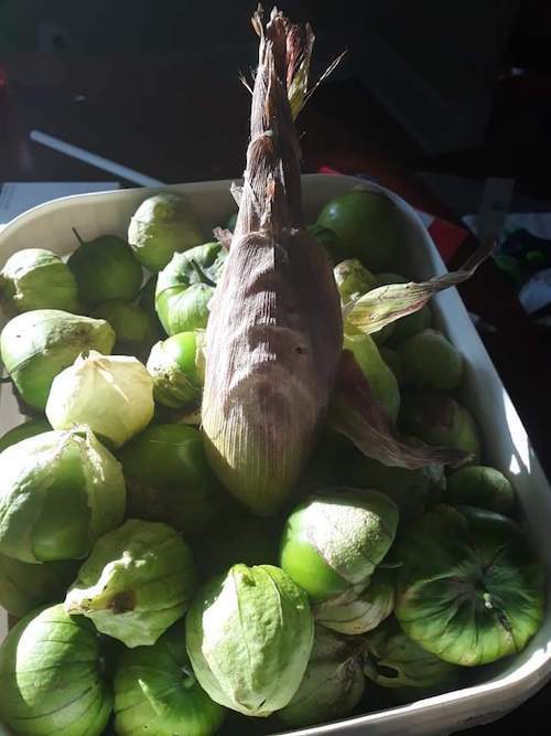 Purple corn and tomatillos are among the produce Maria Moreno-Reyes grows. Photo by M. Moreno-Reyes.