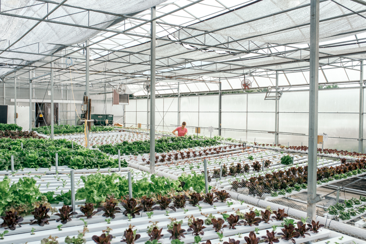 Growers and consumers benefit from crops specially suited to hydroponics, says horticulture professor Roberto Lopez.