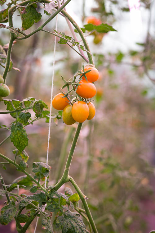 As food hubs, ValleyHUB and Sprout strengthen the local food economy by increasing access to Michigan foods and supporting local farmers.
