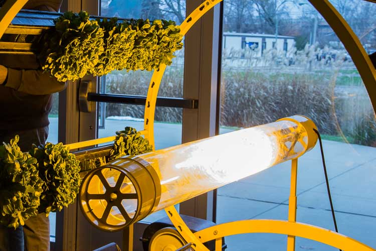 A bleak November day feels like midsummer to these greenhouse-cultivated plants.