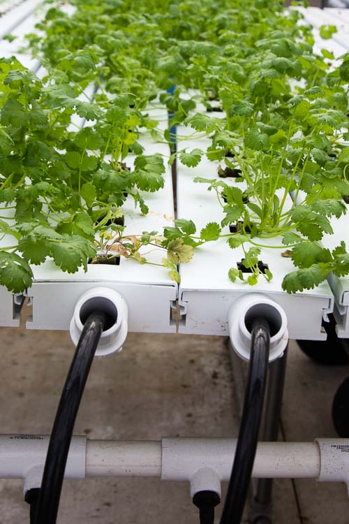 Cilantro grown at ValleyHUB makes its way to Bronson Healthcare.