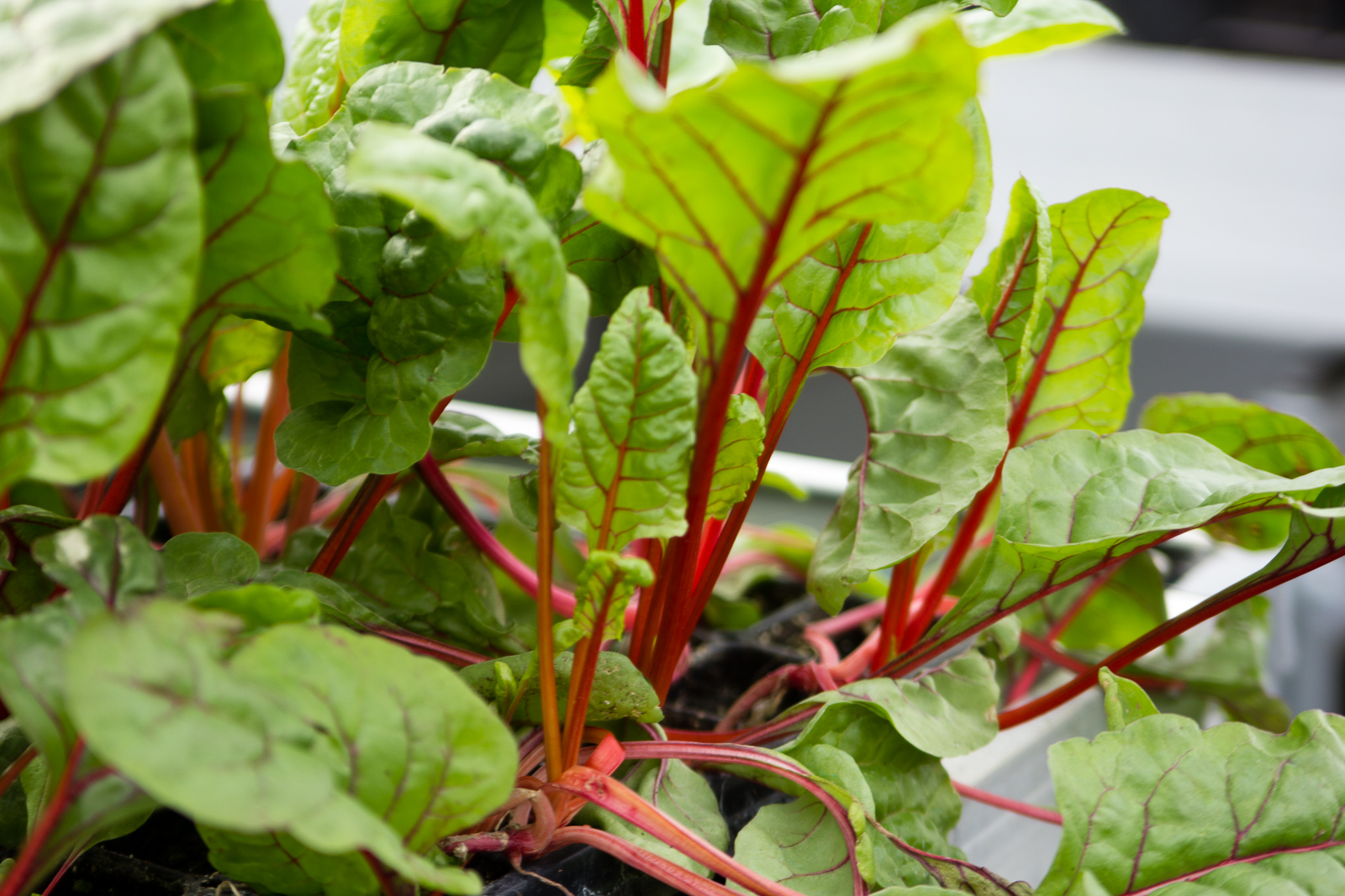 Baby greens thrive at ValleyHUB.
