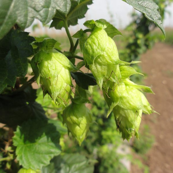 Hops grown at Hop Head Farms