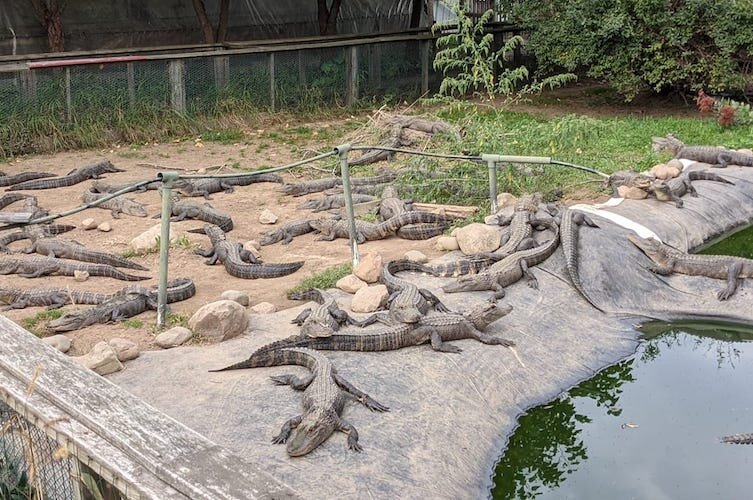 Certified Tourism Ambassadors learn about the Alligator Sanctuary, a rescue for pets given up by their owners.