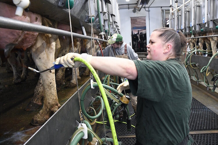 Kellie Wagner, foreground, and Colton Lovell, prepare cows for milking at the Crandall Farm.