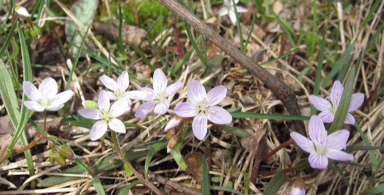 Virginia Spring Beauties at Sora Meadows Preserv