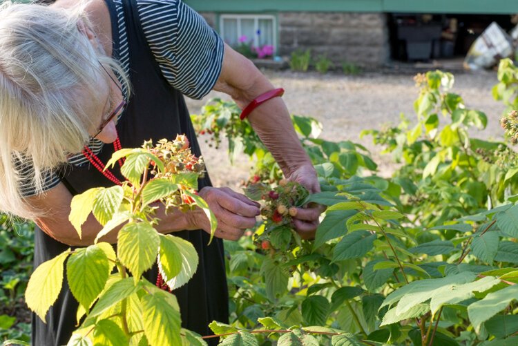 Before Sally Reynolds launched Fruit on the Vine, she grew her own raspberries, which she invited neighborhood children to pick.