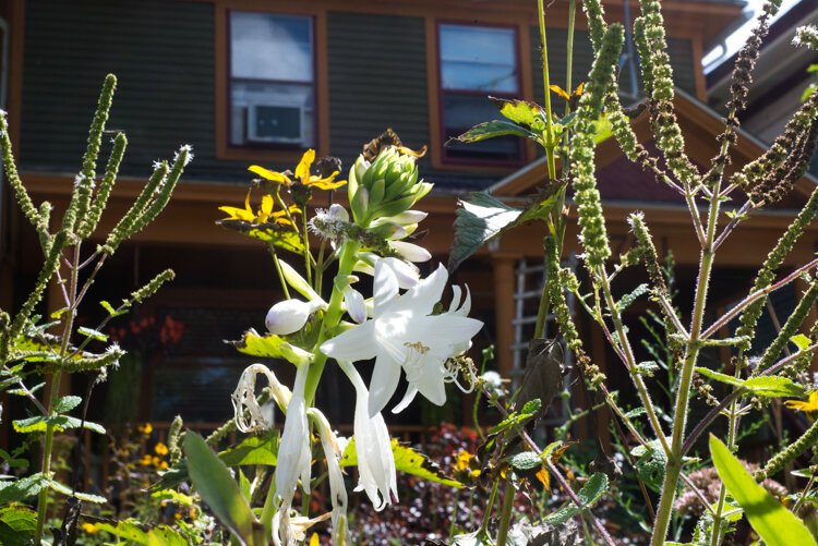 Flowers in bloom in the Vine.