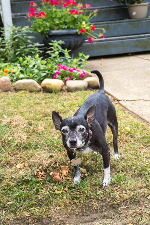  Dogs in yards and dogs on leashes: warm weather brings out Vine residents and their furry friends.