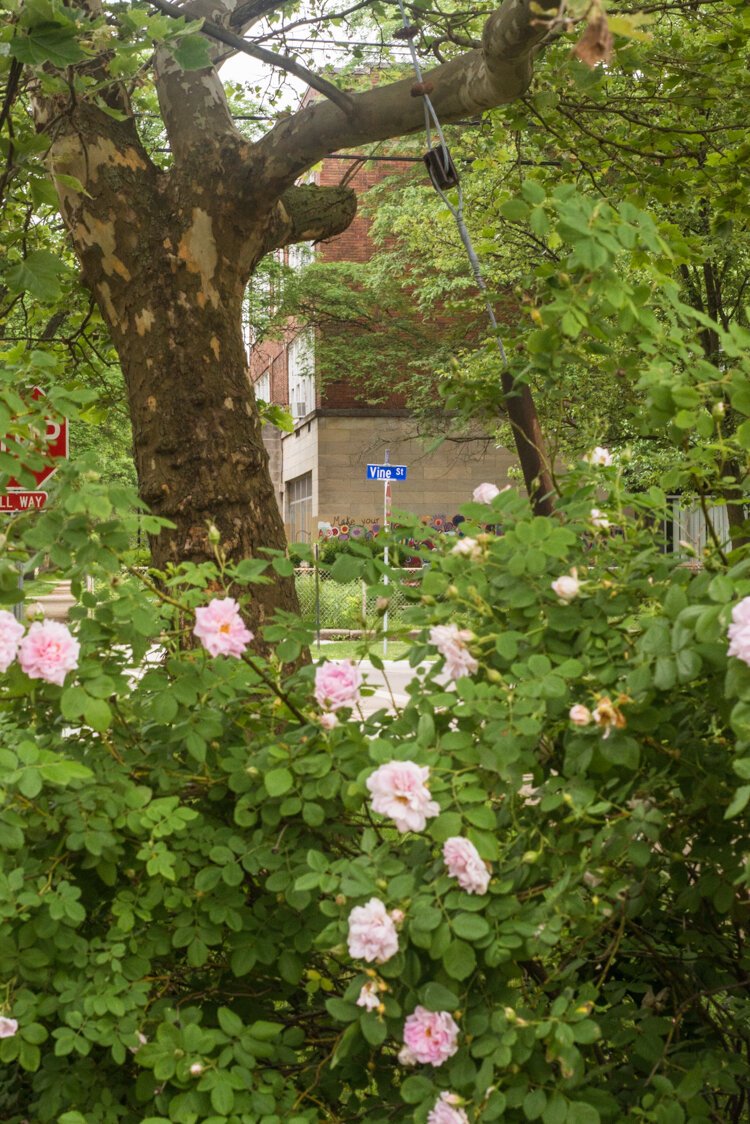 Vine, Vine, how does your garden grow? Very well, thank you!