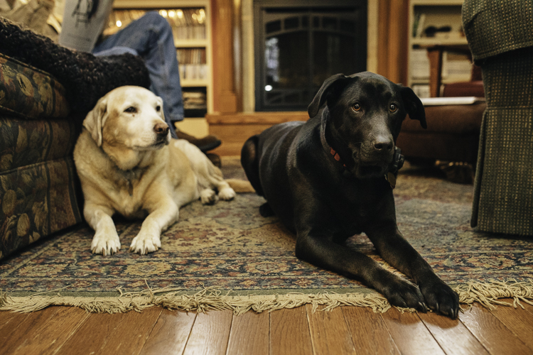 Dogs make themselves at home with Tomme Maile and Dale Abbott.