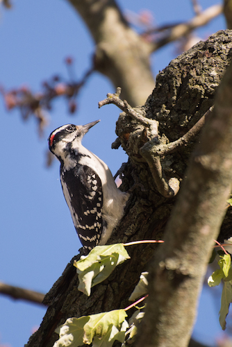 Sometimes woodpeckers get confused about where to find the best dinner. Photo by Fran Dwight