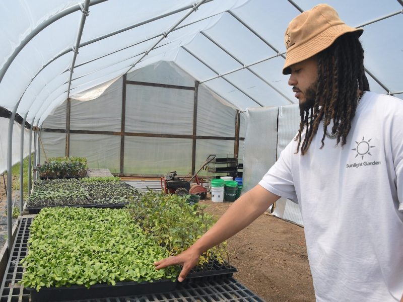 Devon Wilson points out some of the young plants growing in one of the hoop houses at Sunlight Gardens.