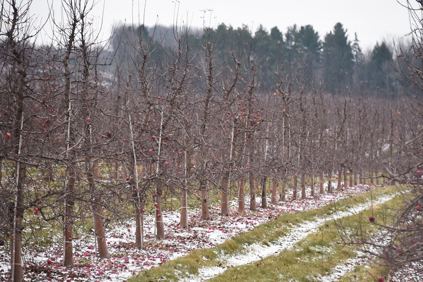 Apple trees at Bardenhagen Farms in Suttons Bay.