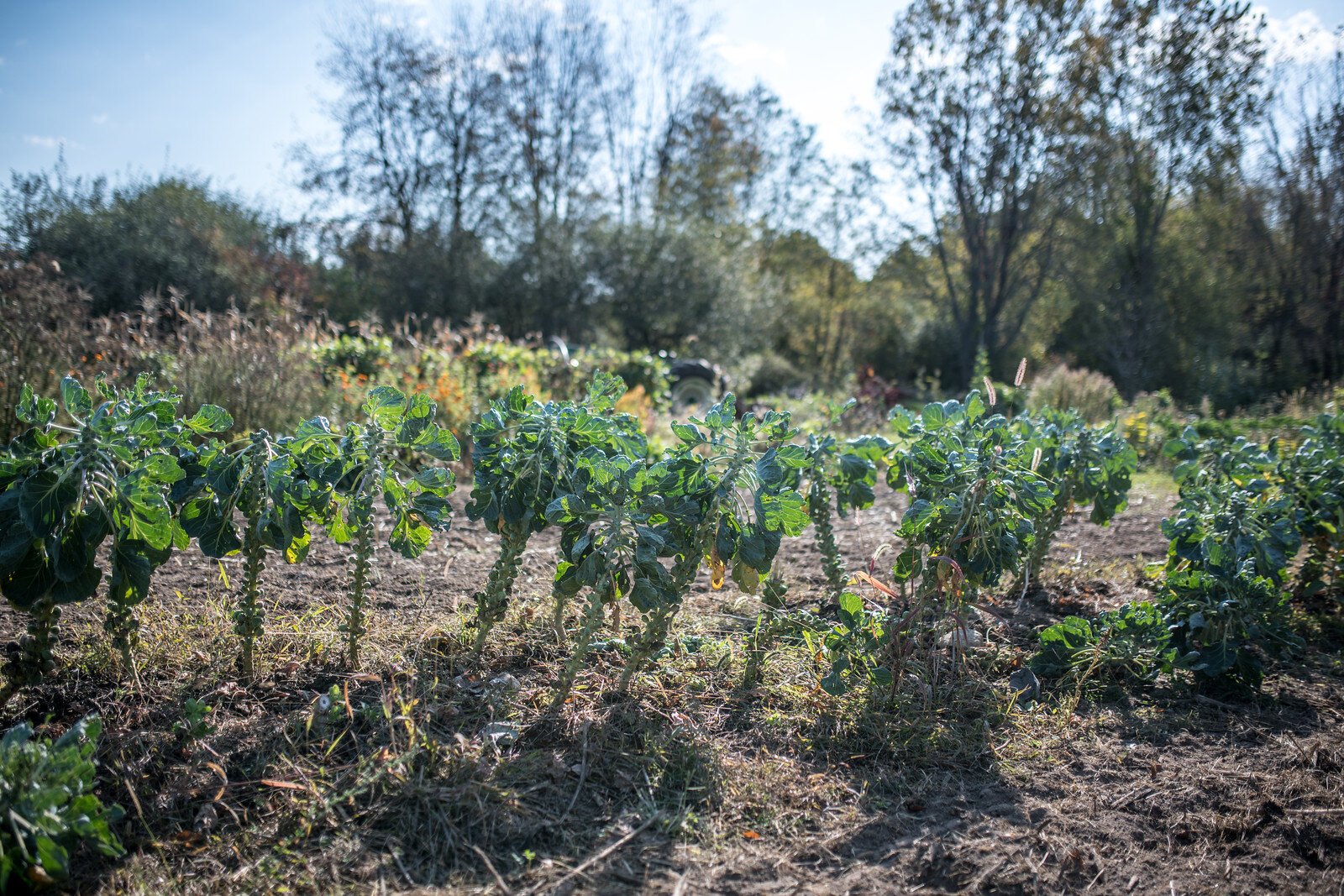 Do you know how Brussels sprouts grow? Solfed sells its produce, but also serves as a a farm education center. 
