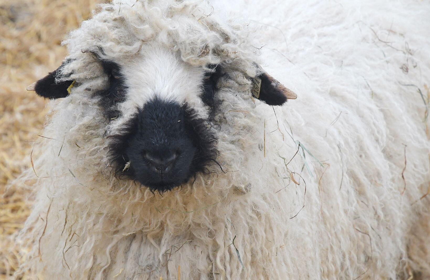 sheep Flocking to a new breed of sheep in Calhoun County – Second Wave