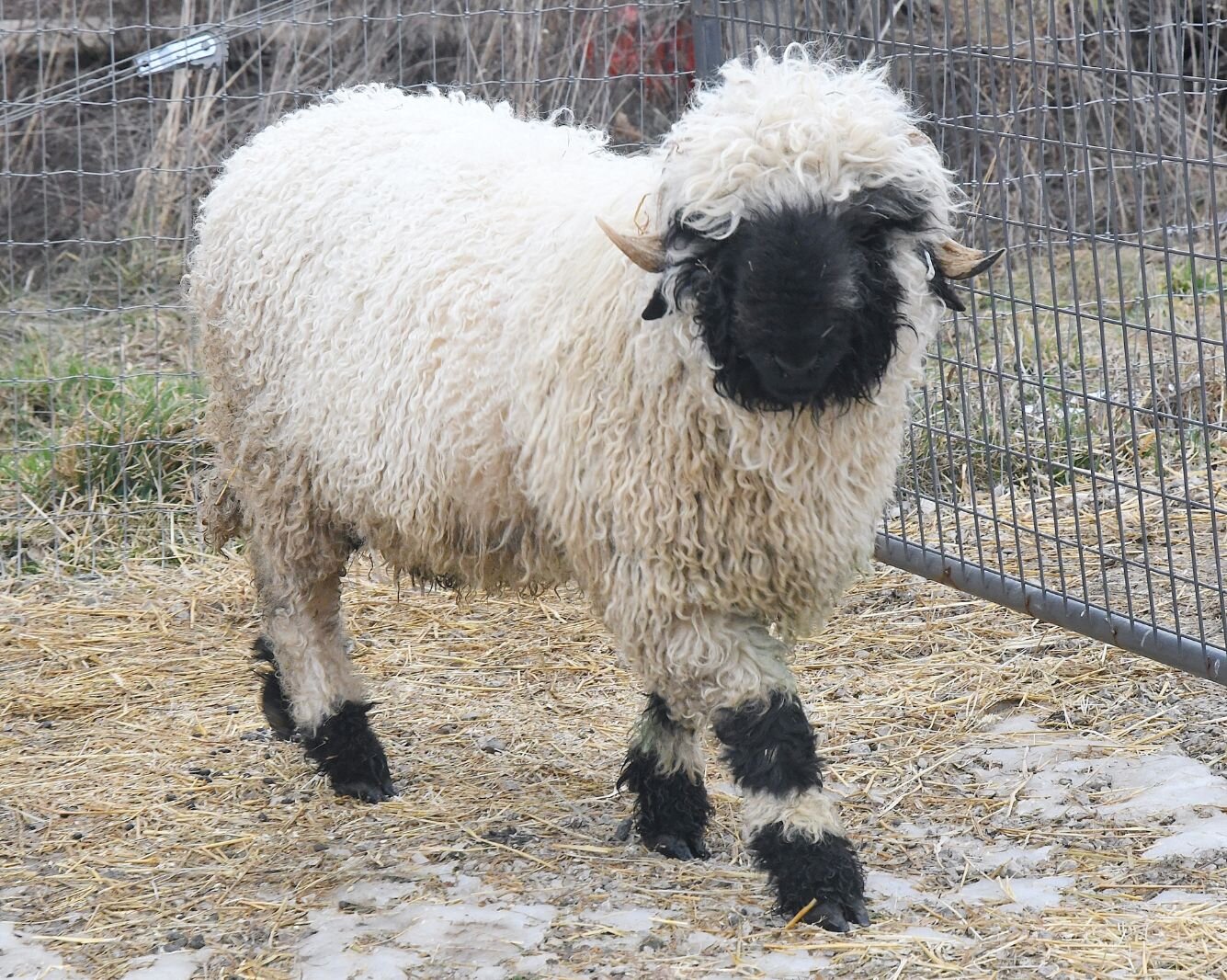 Flocking to a new breed of sheep in Calhoun County – Second Wave
