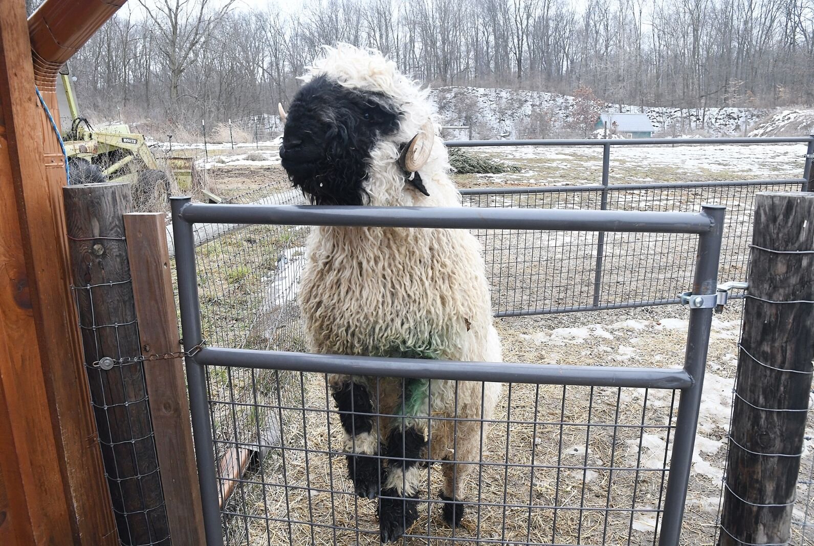 Flocking to a new breed of sheep in Calhoun County – Second Wave