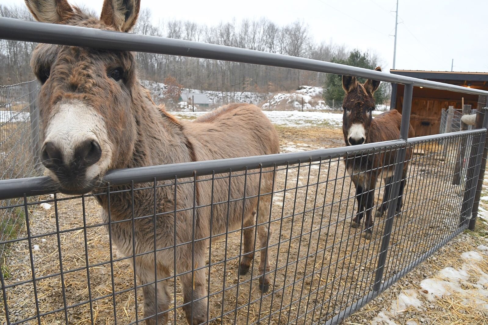 Flocking to a new breed of sheep in Calhoun County – Second Wave