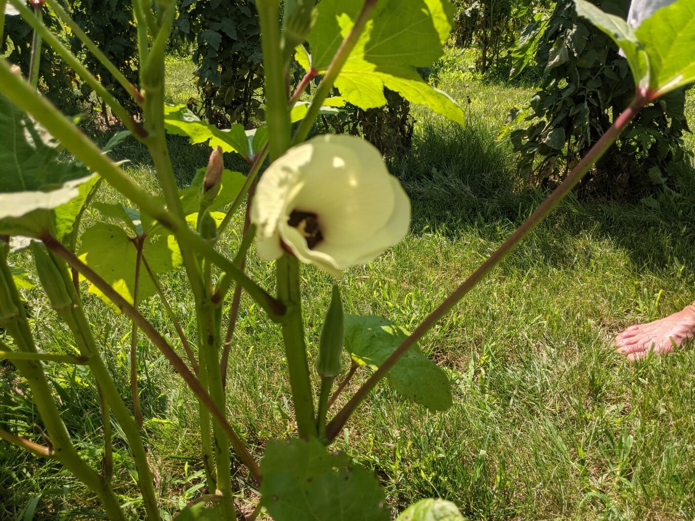 Okra, which is among the vegetables grown at Carlos Fontana's farm garden, produces a yellow flower on the stalk.