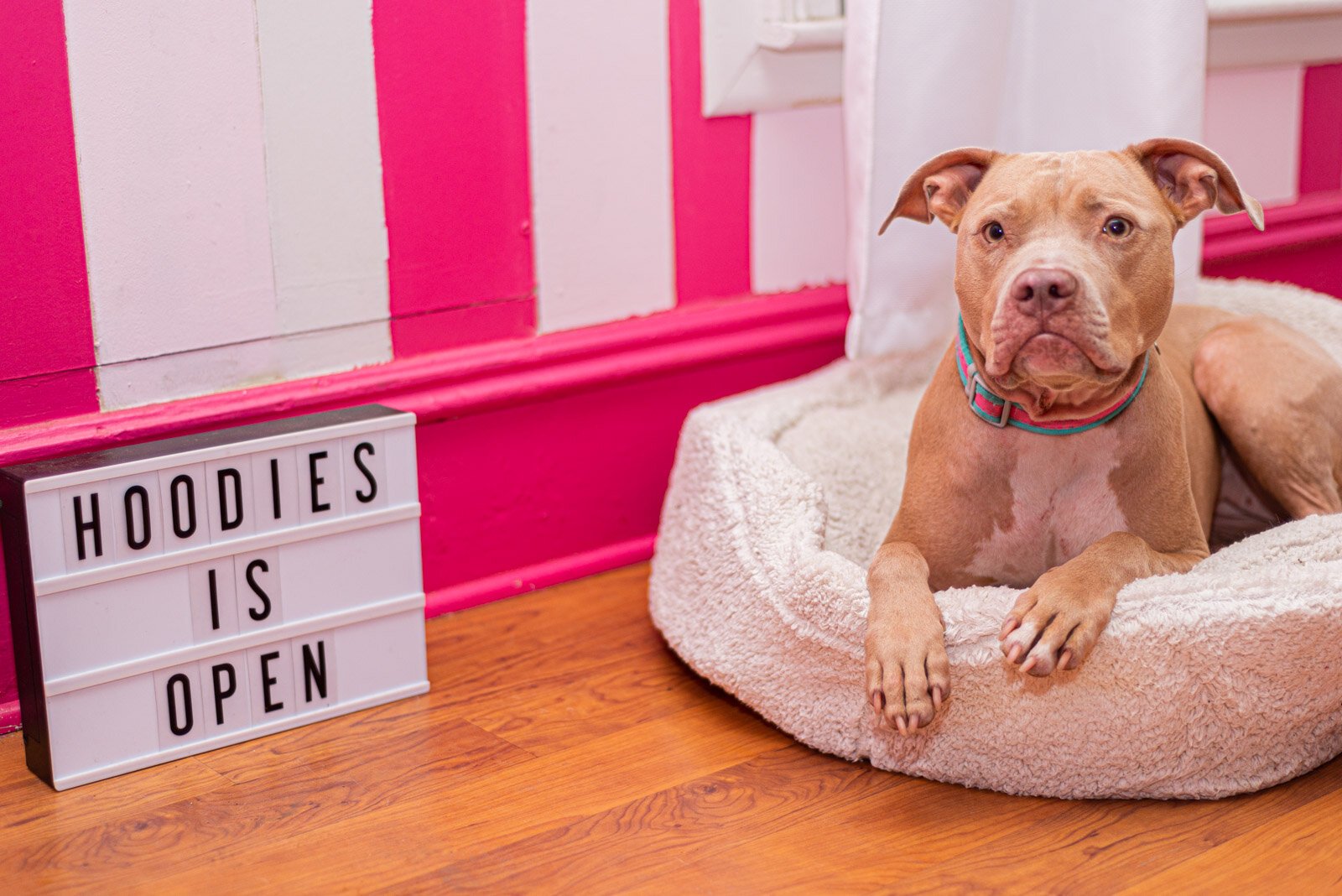 Princess Bowser is Sherri's faithful red-nosed pitbull.