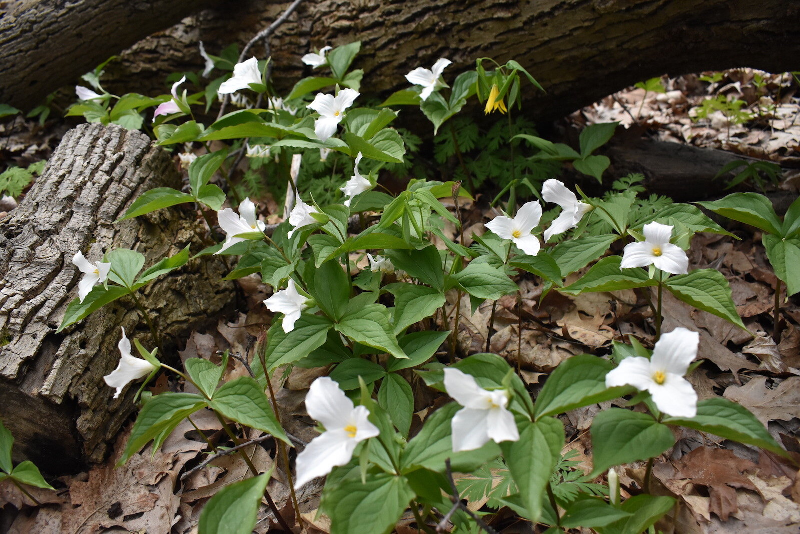 Trillium at Porter Legacy Dunes. Photo by Amelia Hansen.