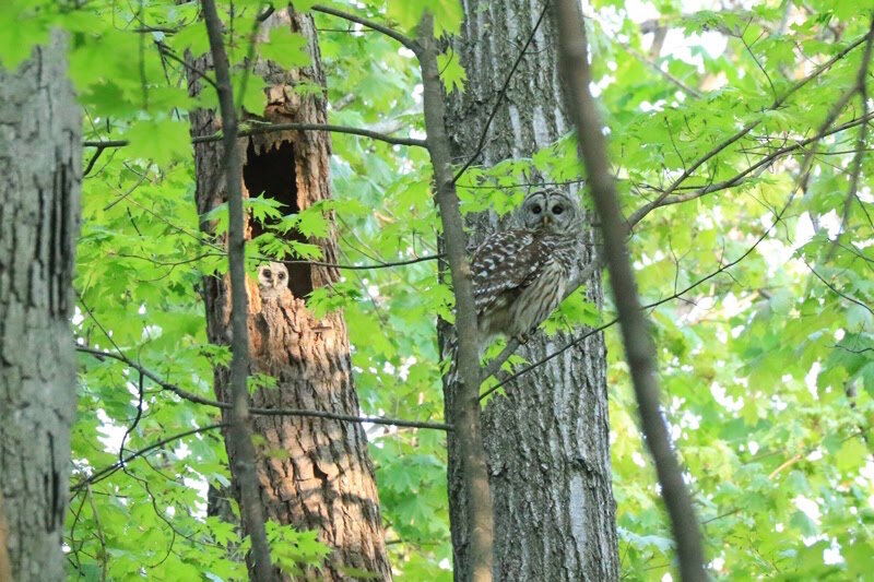 Wildlife like this barred owl family flourishes in the woods in and around the Kleinstuck Preserve