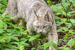 Canadian Lynx