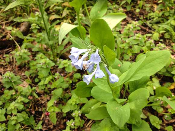 Virginia Bluebells