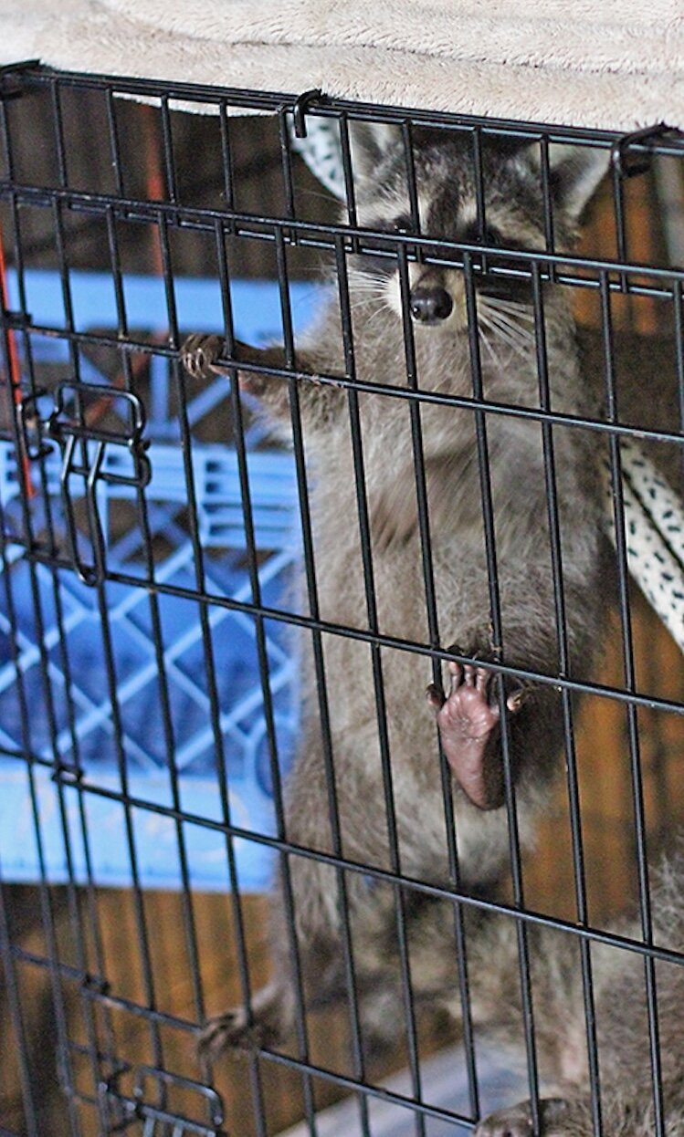 A young raccoon anticipates getting fed.