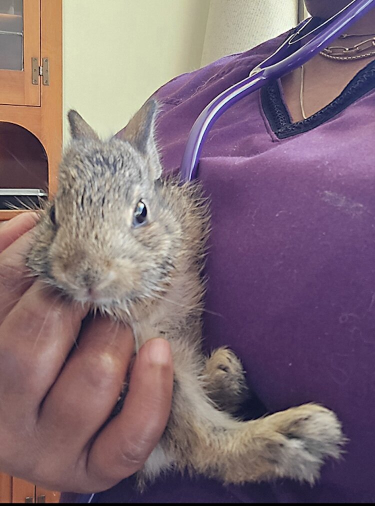 Celine Saillant holds a baby rabbit.