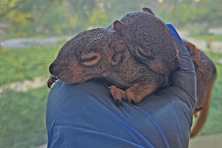 Two baby fox squirrels were found orphaned on the campus of Western Michigan University.