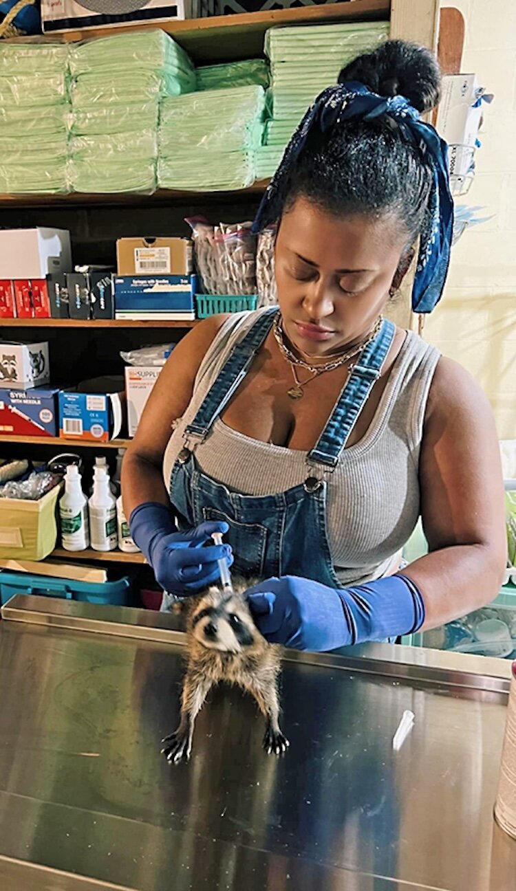 Celine Saillant vaccinates a raccoon.